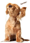 Yeah Baby - Ipod Golden Retriever Puppy Mini A2 Paper Poster