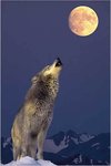 Grey Wolf, Howling at the Moon - Maxi Paper Poster