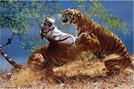Tigers Fighting - Maxi Paper Poster