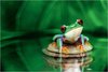 Red-Eyed Tree Frog - Maxi Paper Poster