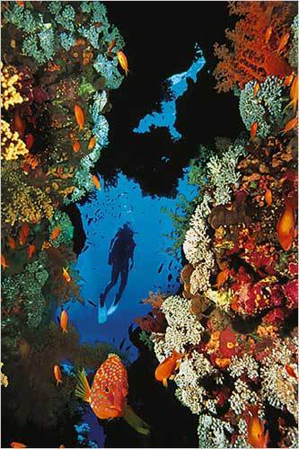 Coral Reef Diver - Maxi Paper Poster