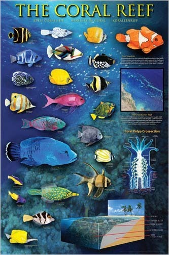 Coral Reef - Maxi Paper Poster