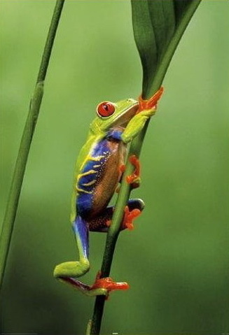 Red Eye Treefrog - Maxi Paper Poster