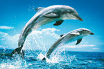 2 Dolphins Jumping, Splash - Maxi Paper Poster