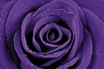 Purple Rose Maxi Paper Poster