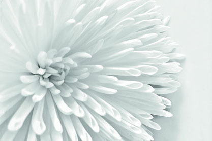 White Flower Heart - Maxi Paper Poster